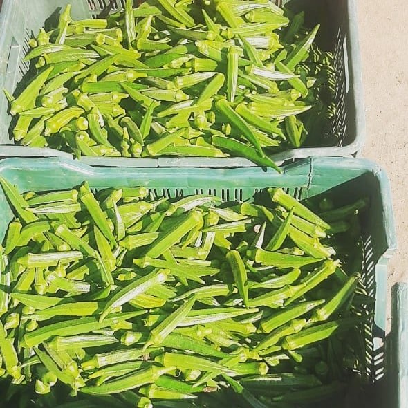 Bhendi ( भिंडी)Dhanraj -1 (धनराज -1)