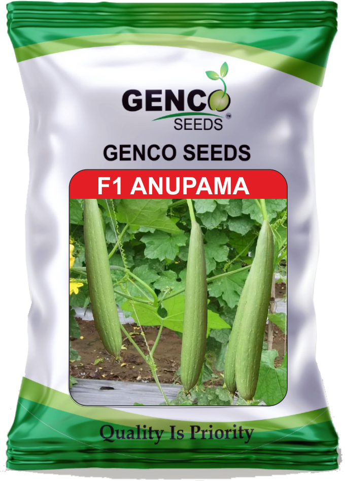 Sponge Gourd (स्पंज लौकी)Anupama (अनुपमा)