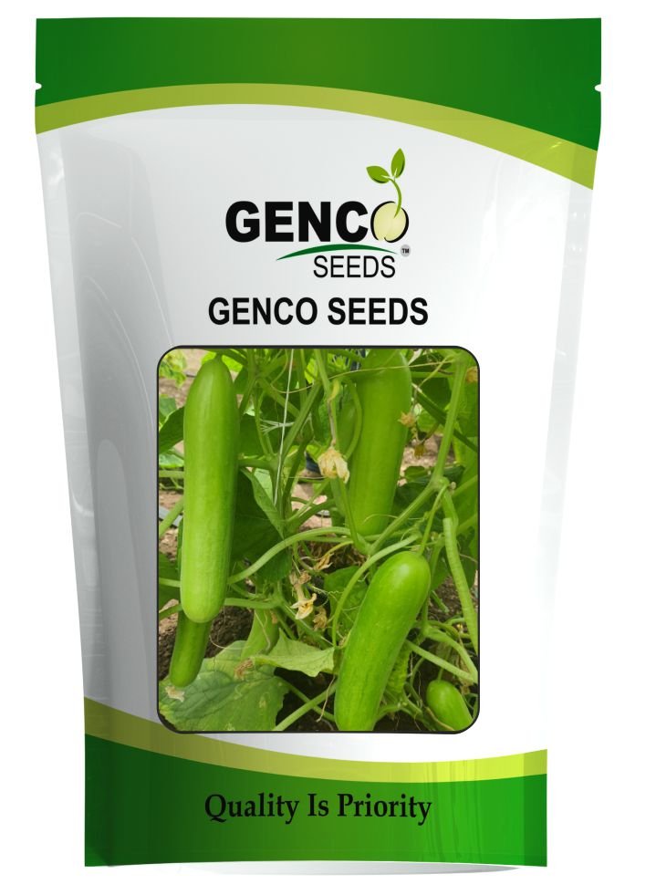 Seedless Cucumber (बीजरहित खीरा)Bharti + (भारती +)