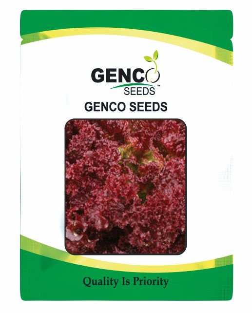 Lettuce (सलाद)Himari (हिमारी)