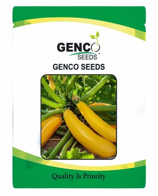 Zucchini ( Zucchini)Hinata (हिनाता)