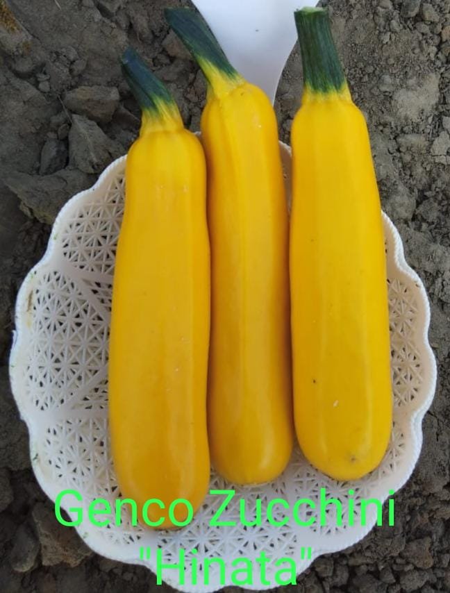 Zucchini ( Zucchini)Hinata (हिनाता)