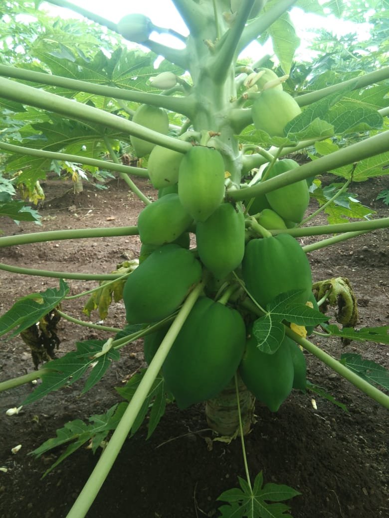 Papaya (पपीता)Apsara (अप्सरा)