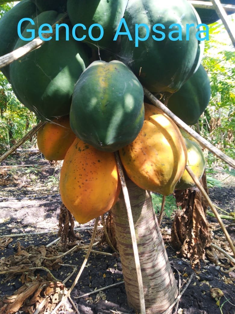 Papaya (पपीता)Apsara (अप्सरा)
