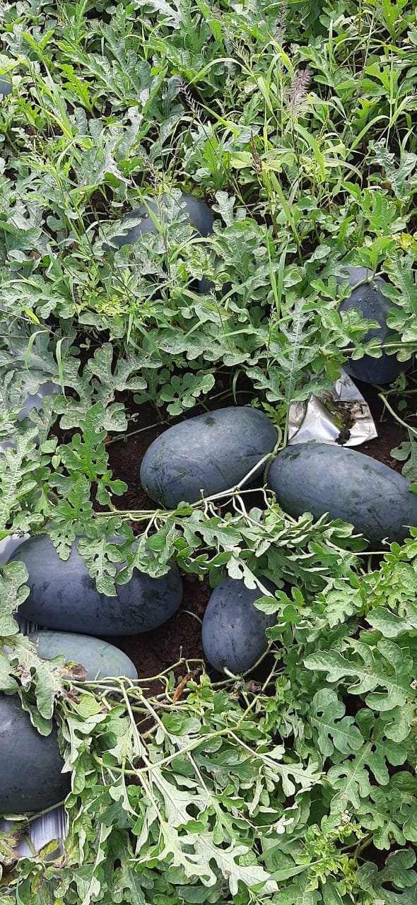 Water Melon (तरबूज)Jagannath (जगन्नाथ)