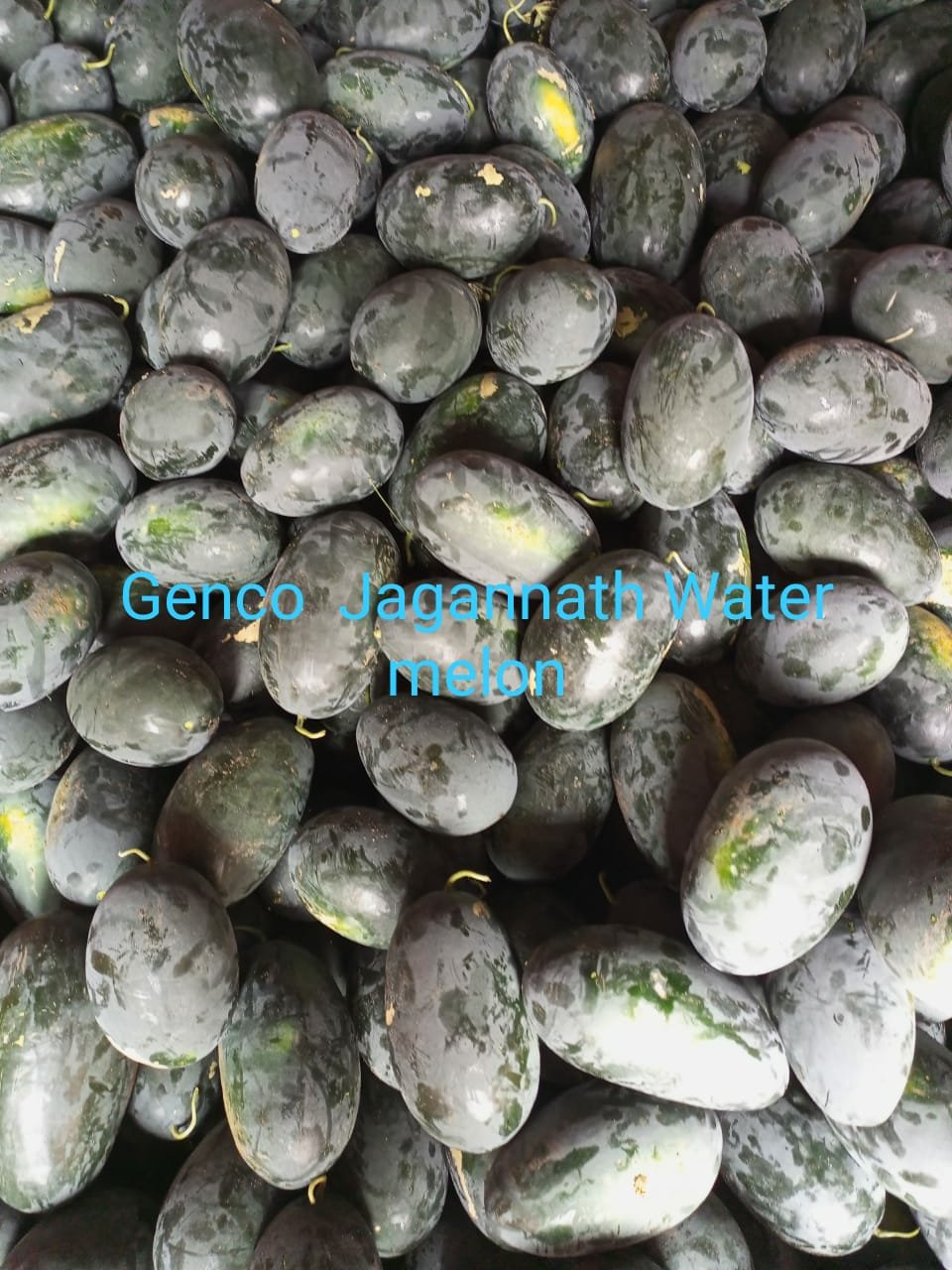 Water Melon (तरबूज)Jagannath (जगन्नाथ)