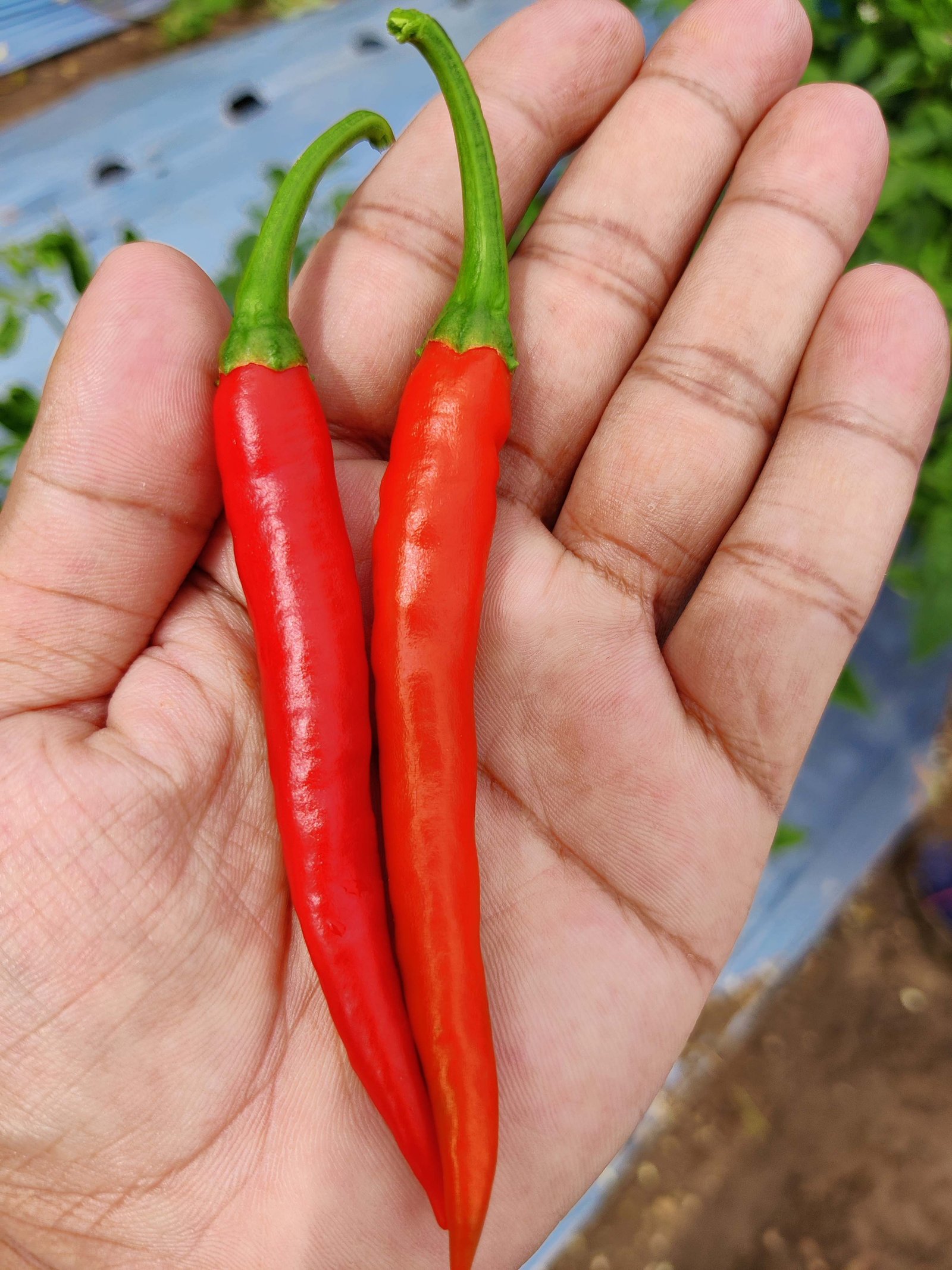 Chilli (मिर्च)Bhagyashri ( भाग्यश्री)