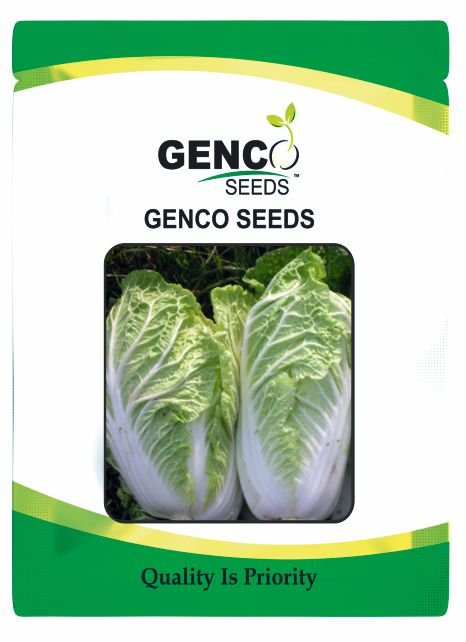 Chinese Cabbage (चीनी गोभी)Kanako (कनाको)