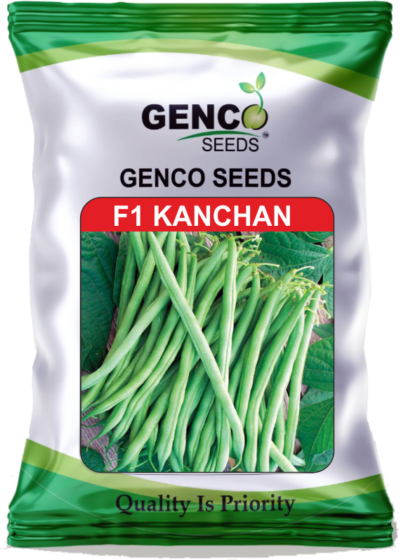 French Beans (फ्रेंच बीन्स)KANCHAN (कंचन)