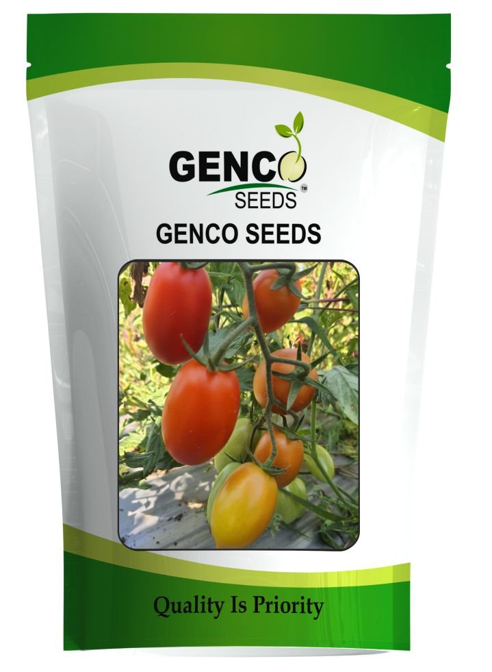 Cherry Tomato (चेरी टमाटर)Minato (मिनातो)