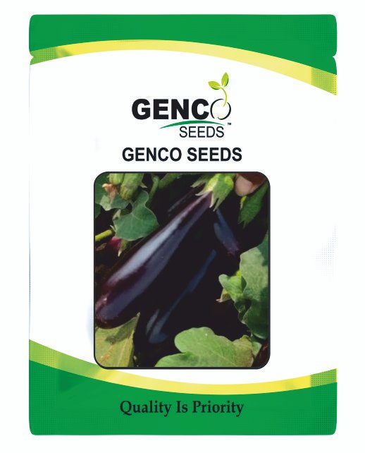 Brinjal (बैंगन)Sayli (सायली)