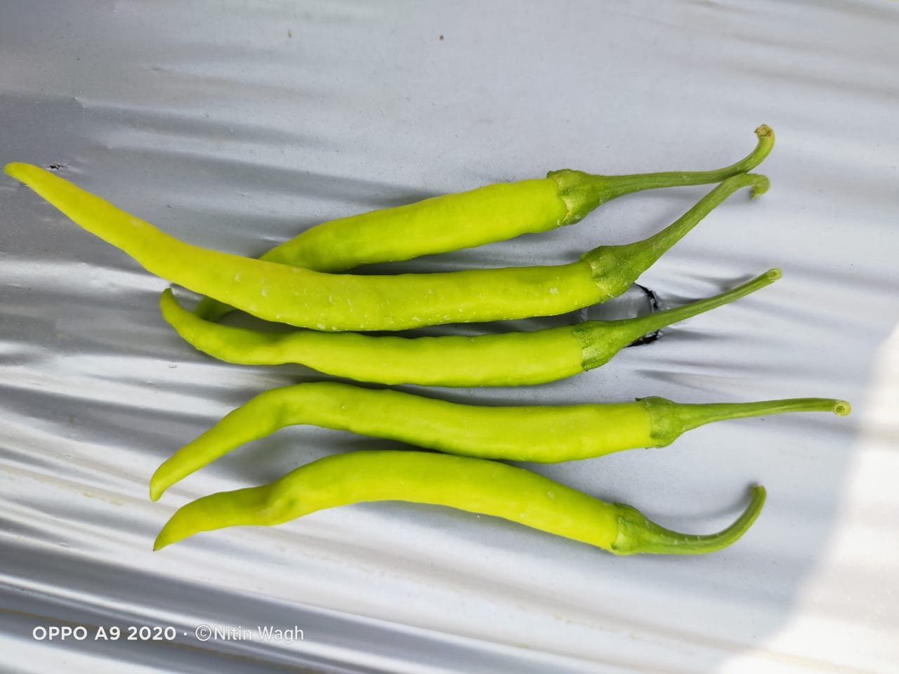 Chilli (मिर्च)Tejan (तेजन)