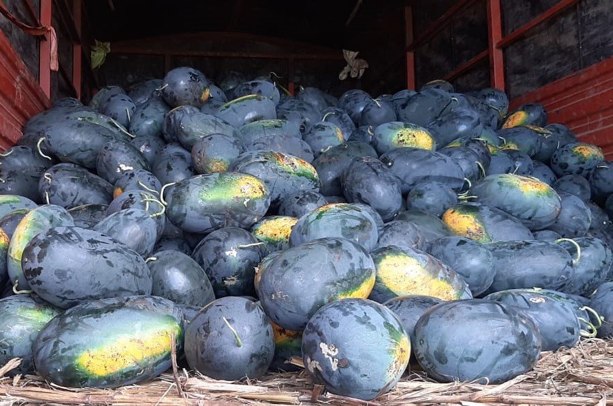 Water Melon (तरबूज)Balram ( बलराम)