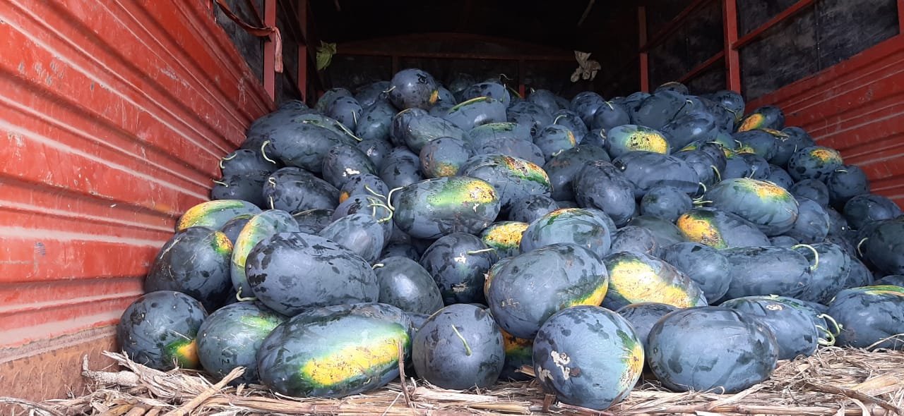 Water Melon (तरबूज)Jagannath (जगन्नाथ)