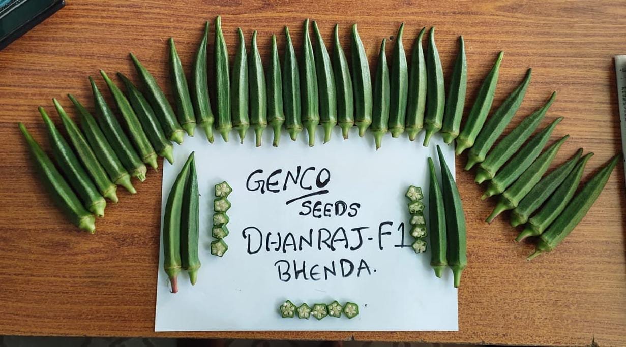 Bhendi ( भिंडी)Dhanraj -1 (धनराज -1)