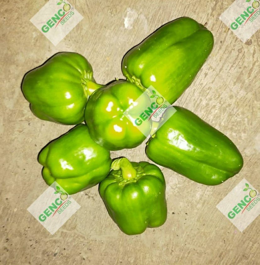 Capsicum (शिमला मिर्च)Zoya (जोया)