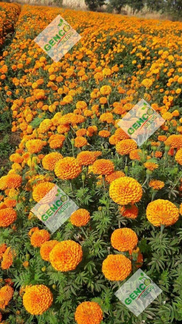 Marigold ( गेंदे का फूल)Narayan (नारायण)