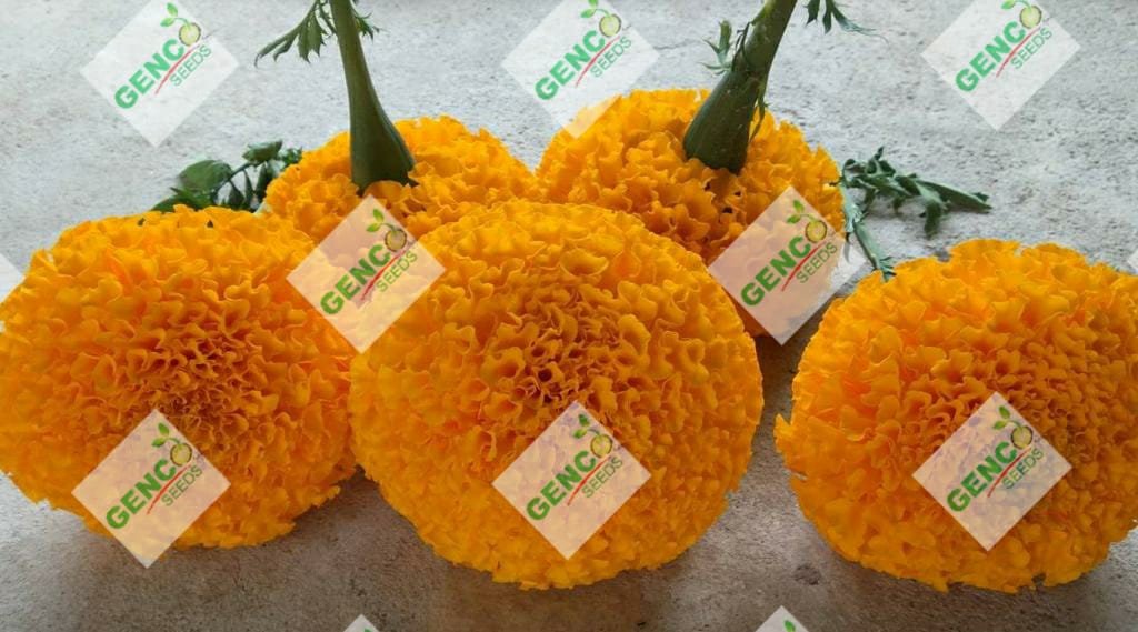 Marigold ( गेंदे का फूल)Basanti (बसंती)