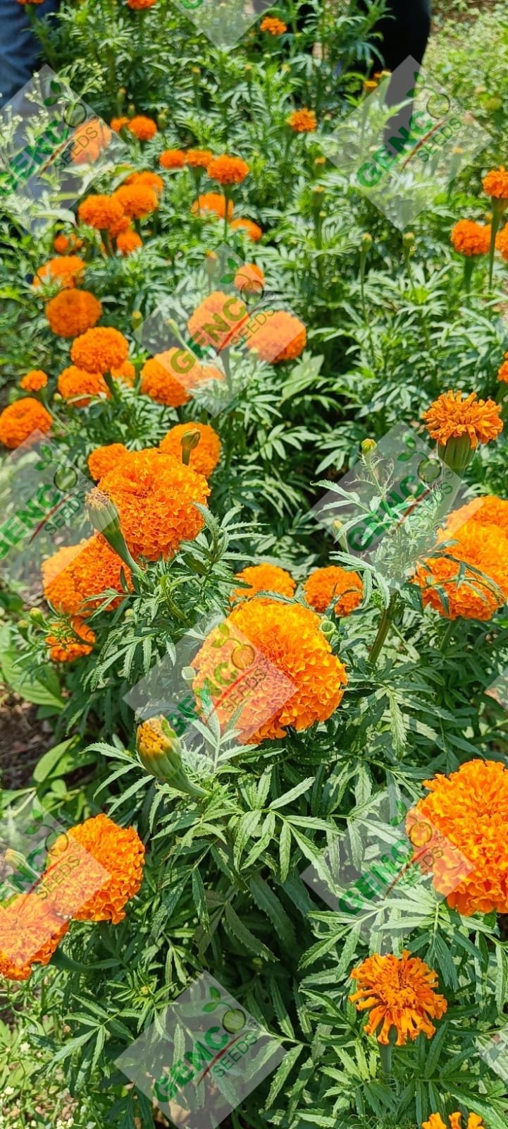 Marigold ( गेंदे का फूल)Basanti (बसंती)