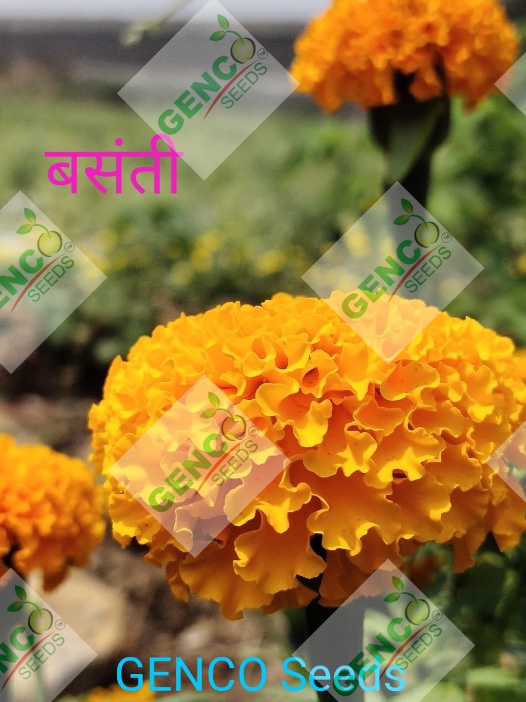 Marigold ( गेंदे का फूल)Basanti (बसंती)