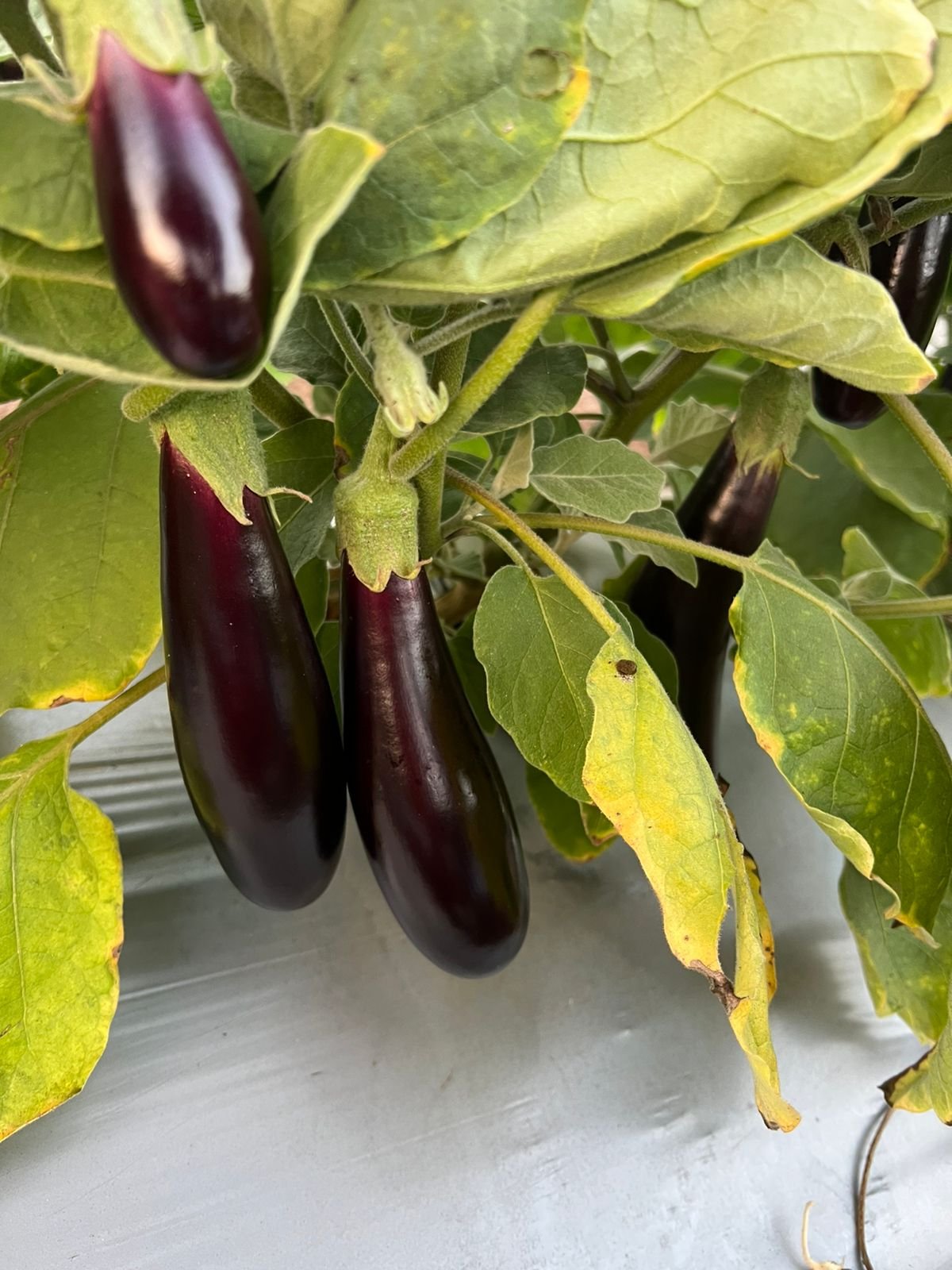 Brinjal (बैंगन)Sayli (सायली)