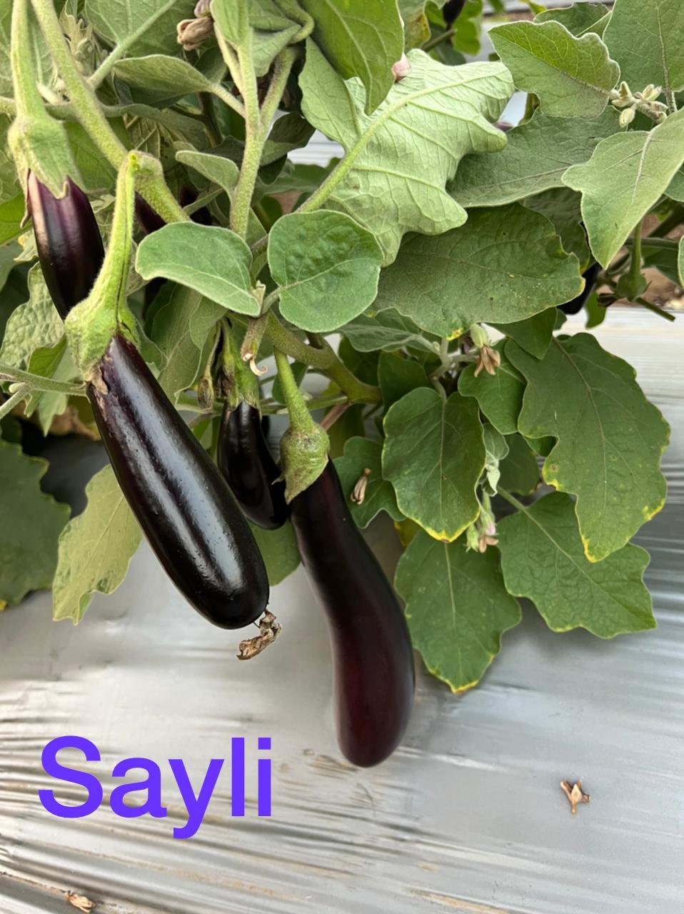 Brinjal (बैंगन)Sayli (सायली)