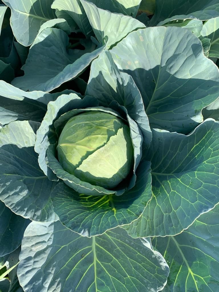 Cabbage (पत्ता गोभी)Palak (पलक)