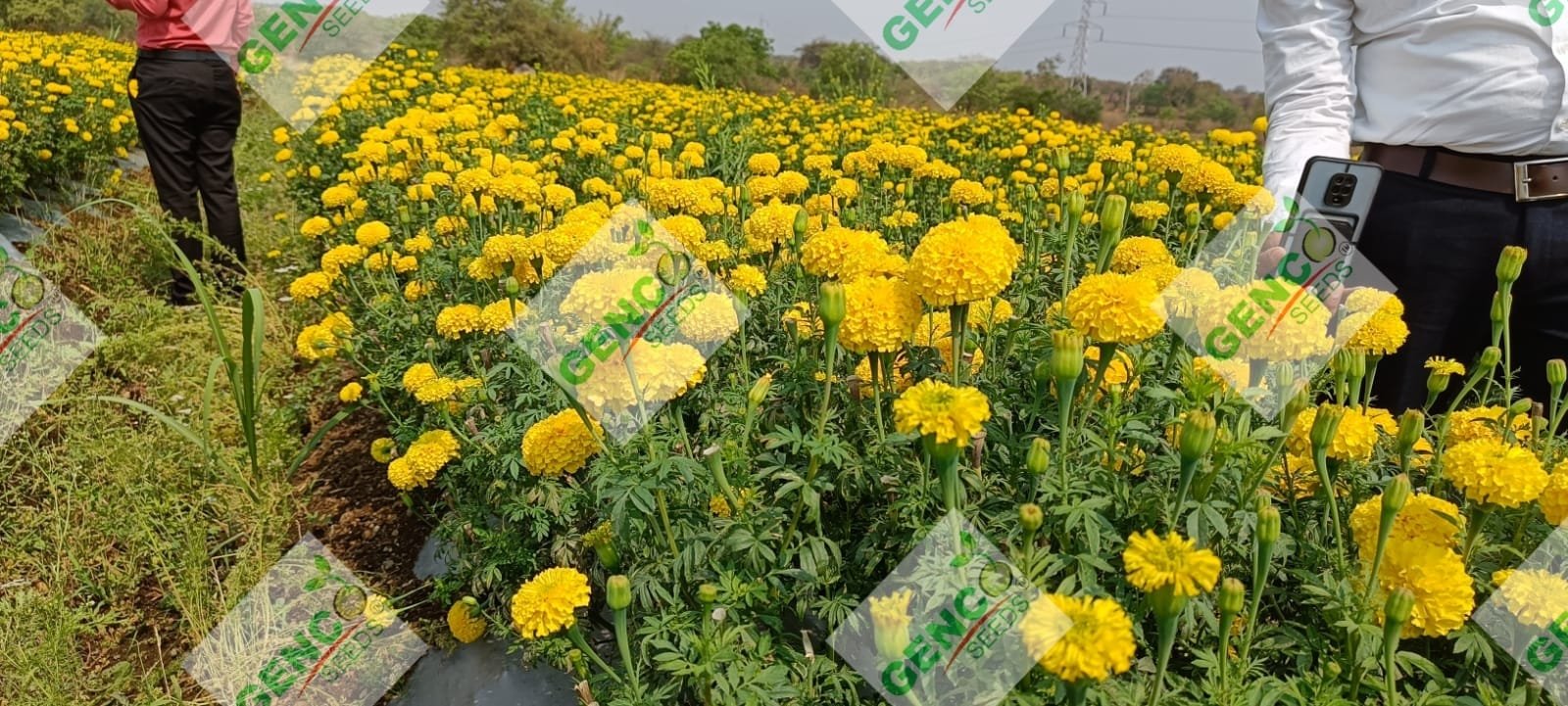 Marigold ( गेंदे का फूल)Laxmi (लक्ष्मी)