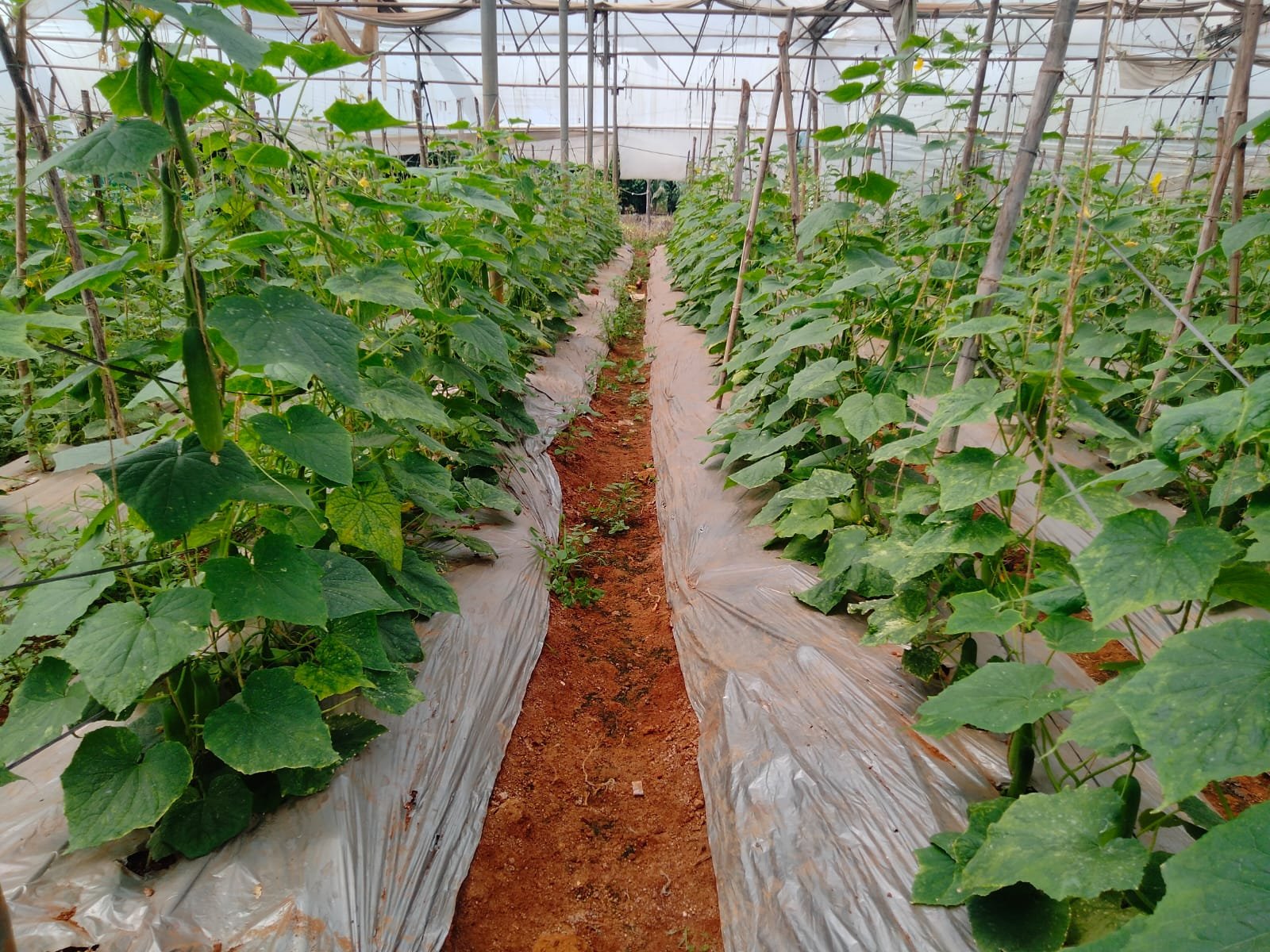 Seedless Cucumber (बीजरहित खीरा)Divya + (दिव्या +)