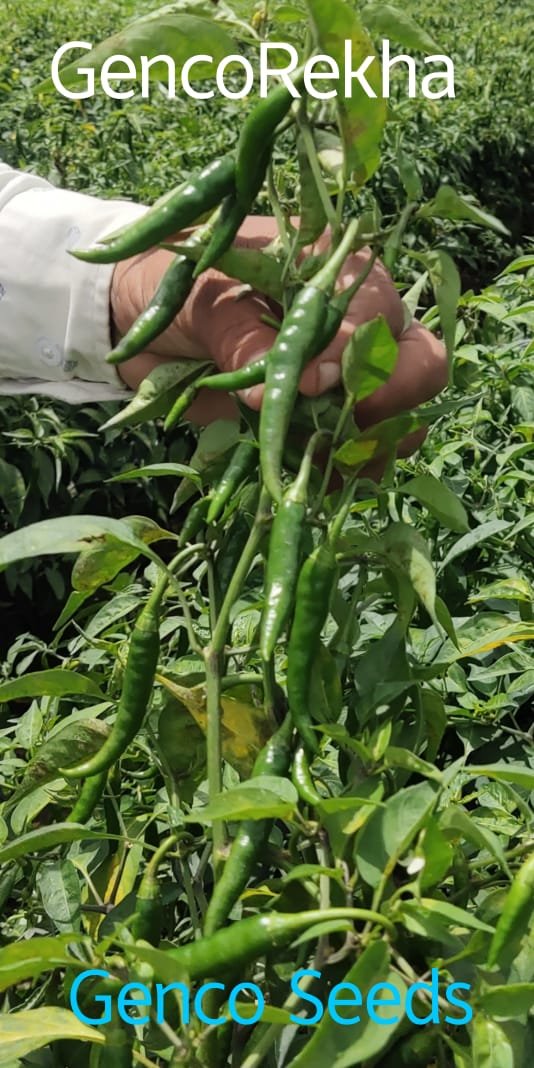 Chilli (मिर्च)Genco Rekha (जेनको रेखा)