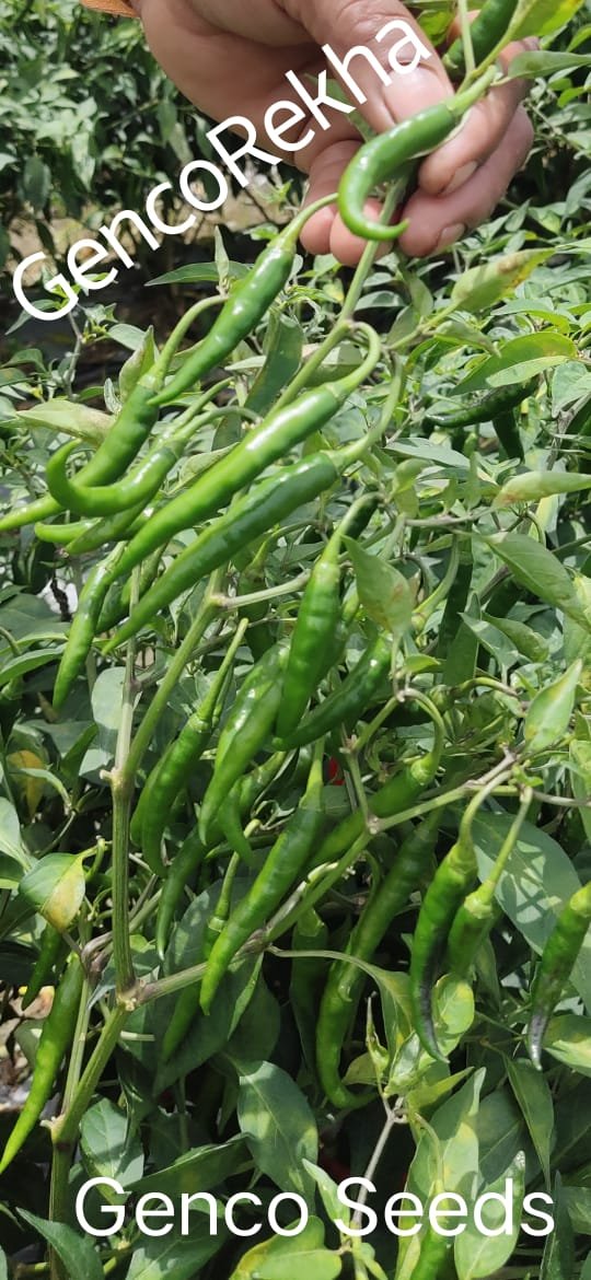 Chilli (मिर्च)Genco Rekha (जेनको रेखा)