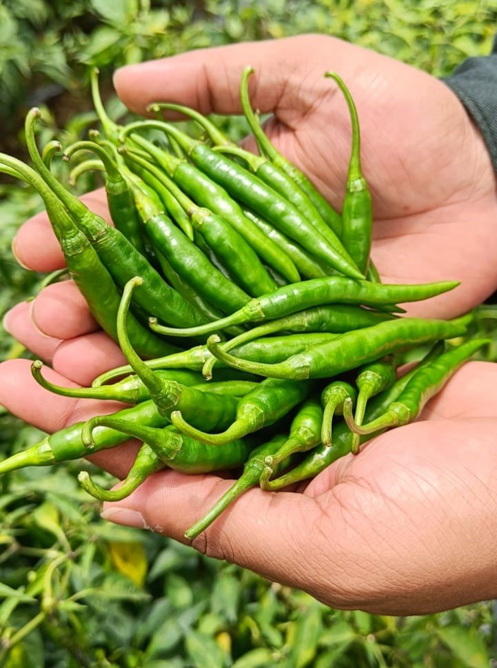 Chilli (मिर्च)Genco Rekha (जेनको रेखा)