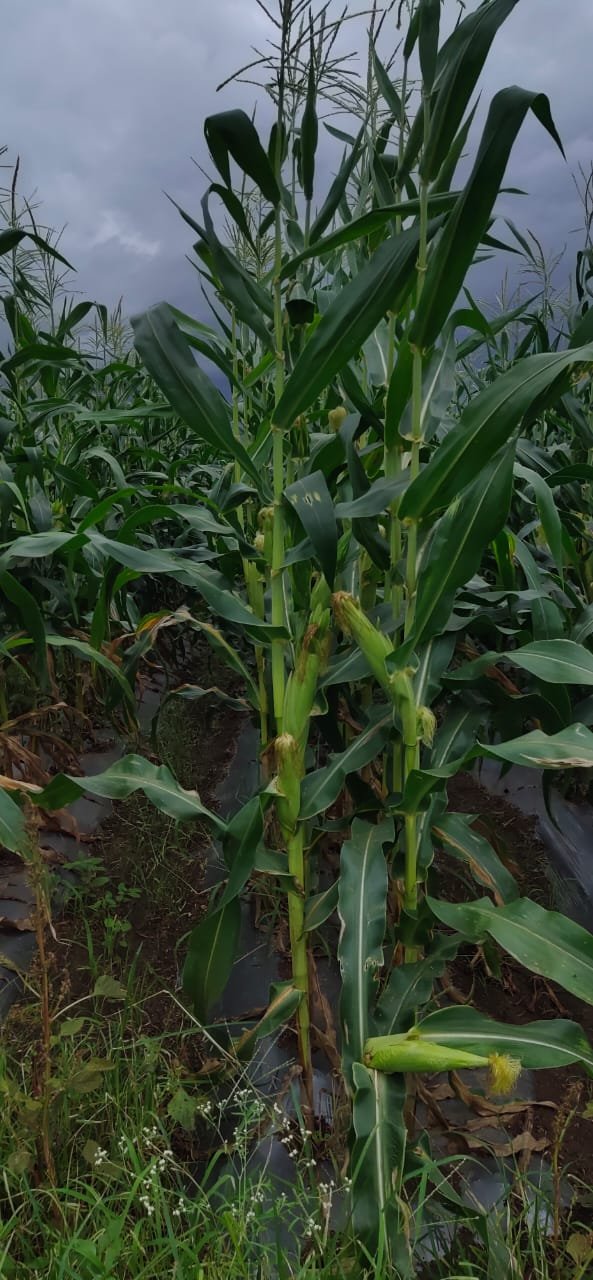 Sweet Corn (स्वीट कॉर्न)Kiyara (कियारा)