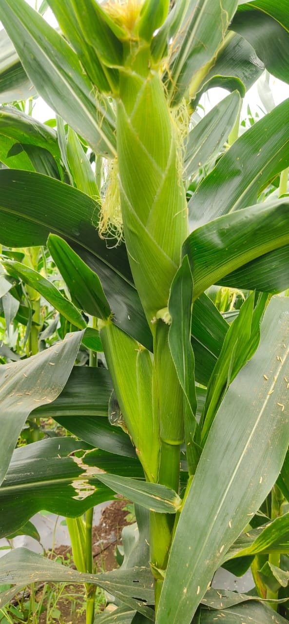 Sweet Corn (स्वीट कॉर्न)Kiyara (कियारा)