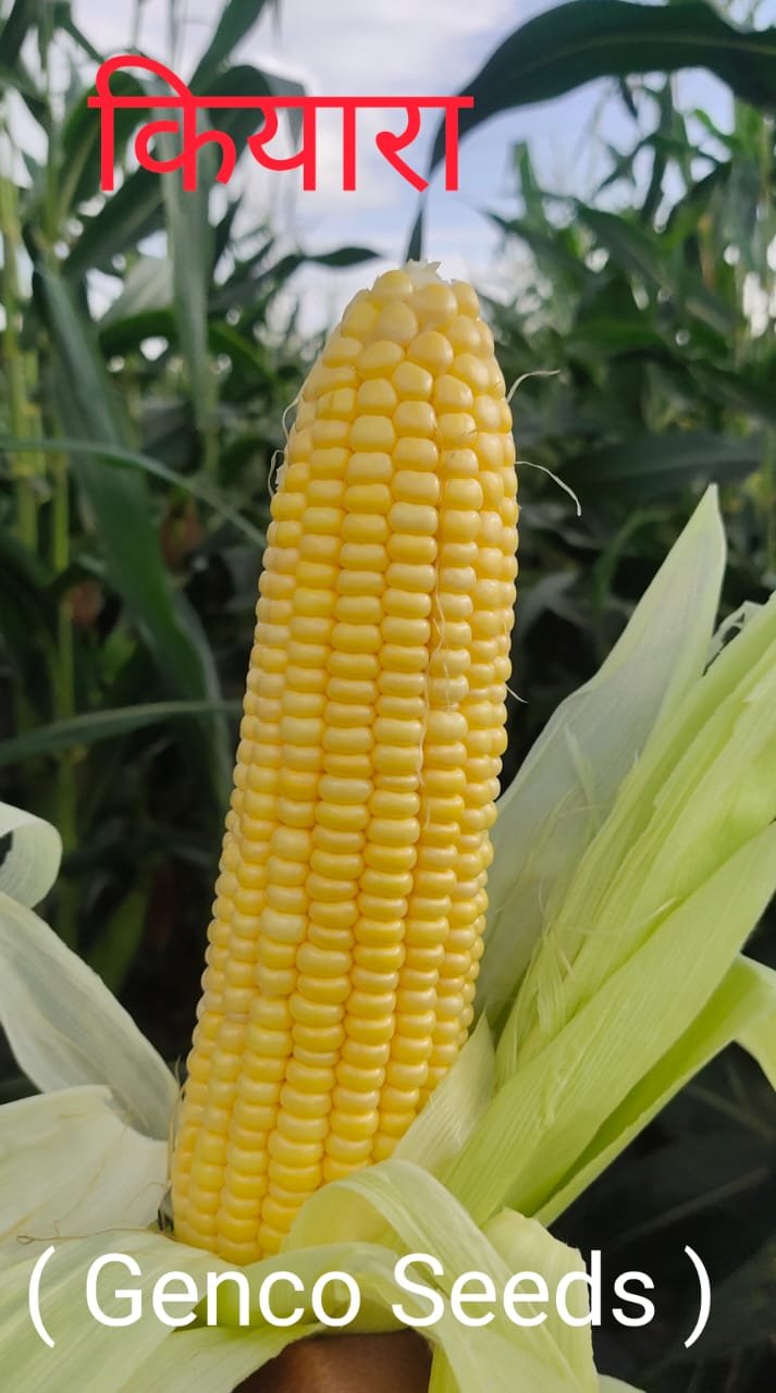 Sweet Corn (स्वीट कॉर्न)Kiyara (कियारा)