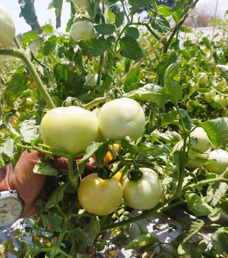 Tomato (टमाटर)Aarav (आरव)