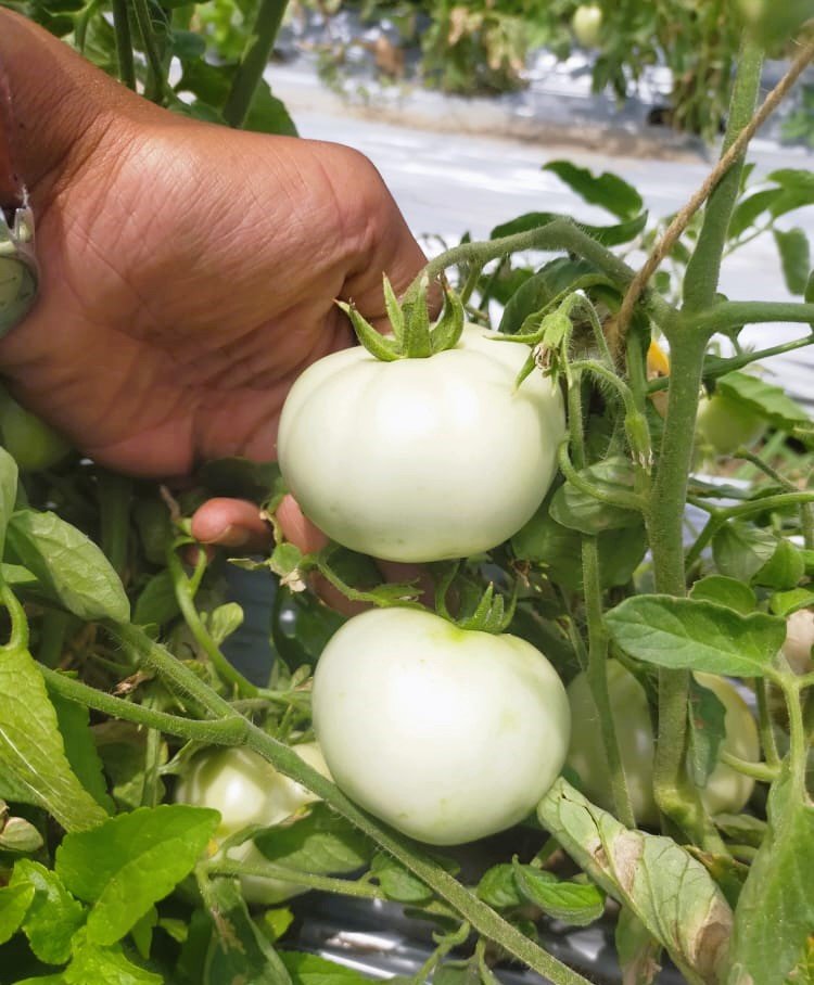 Tomato (टमाटर)Aarav (आरव)