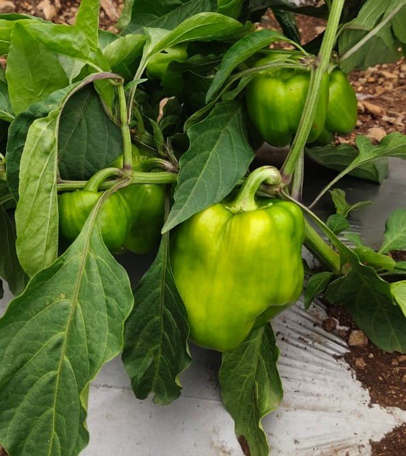 Capsicum (शिमला मिर्च)ZOYA+ ( जोया+)