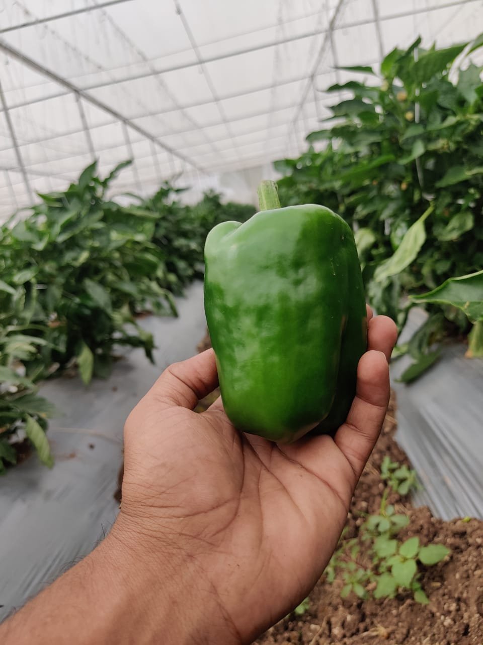 Capsicum (शिमला मिर्च)Zoya (जोया)