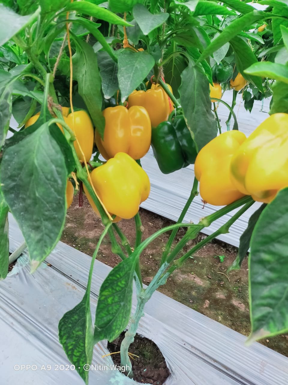 Color Capsicum ( रंगीन शिमला मिर्च)Lucky (Lucky)
