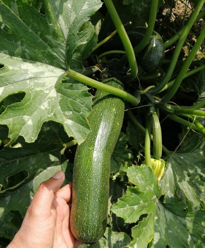 Zucchini ( Zucchini)Kayo (कायो)