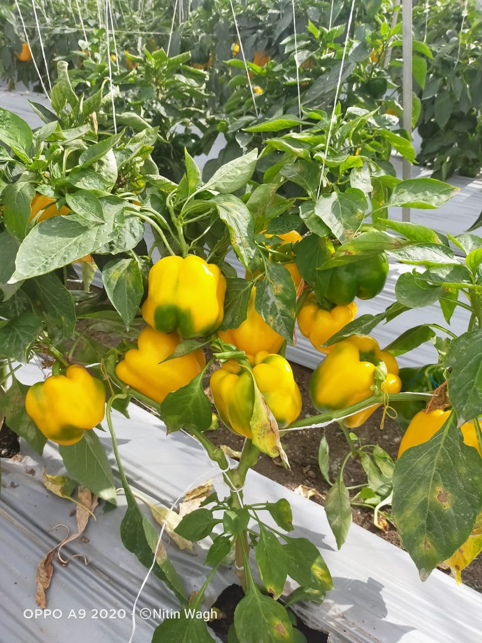 Color Capsicum ( रंगीन शिमला मिर्च)Lucky (Lucky)
