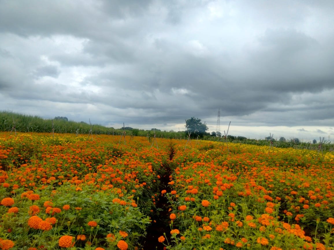 Marigold ( गेंदे का फूल)Narayan (नारायण)
