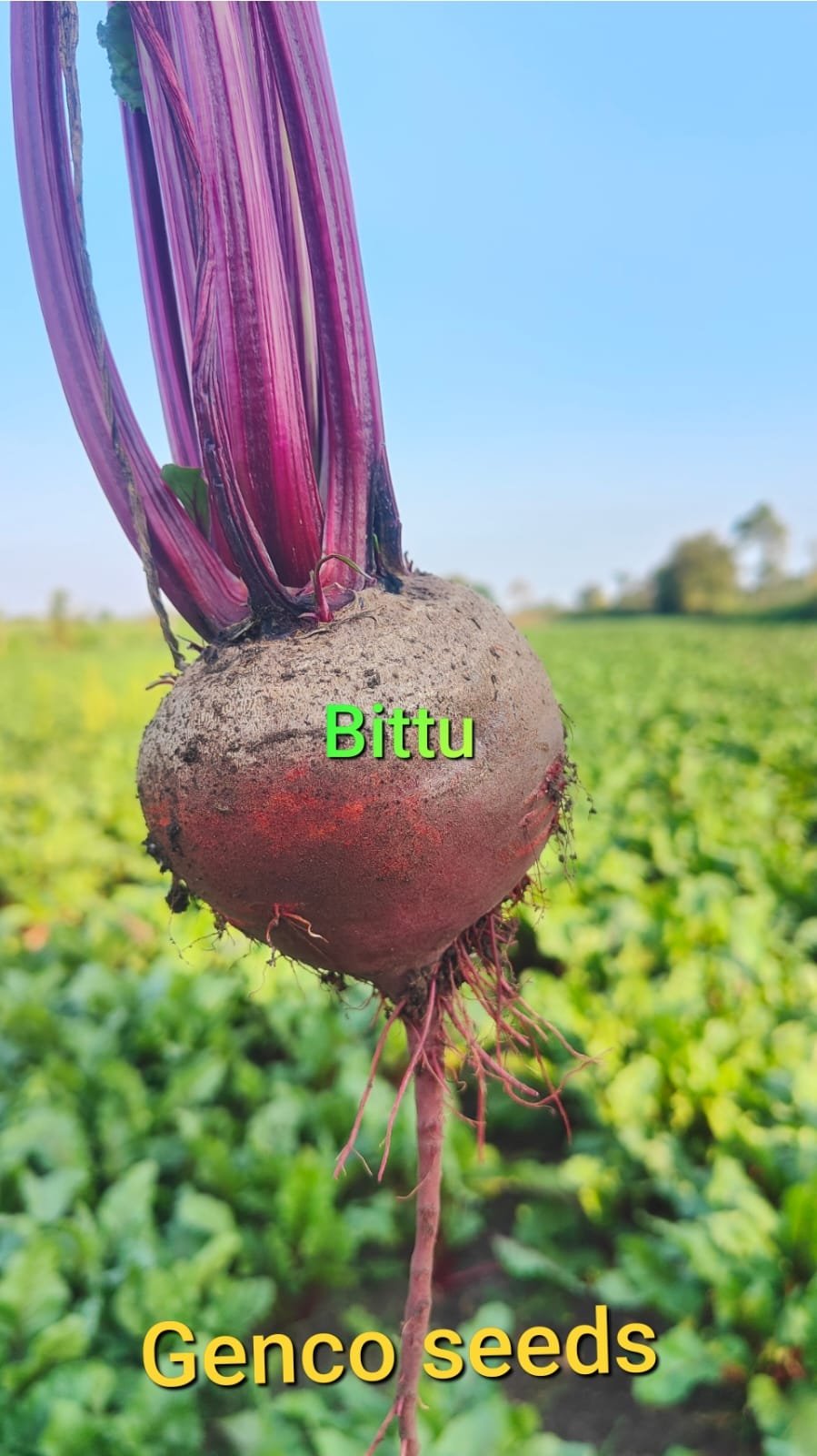 Beetroot  (बीट)Bittu (बिट्टू)