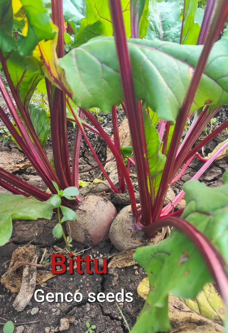 Beetroot  (बीट)Bittu (बिट्टू)