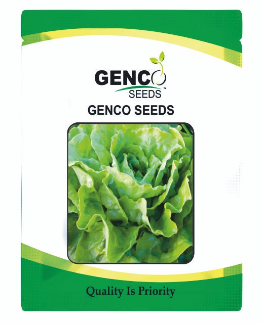 Lettuce (सलाद)Yasu (यासु)