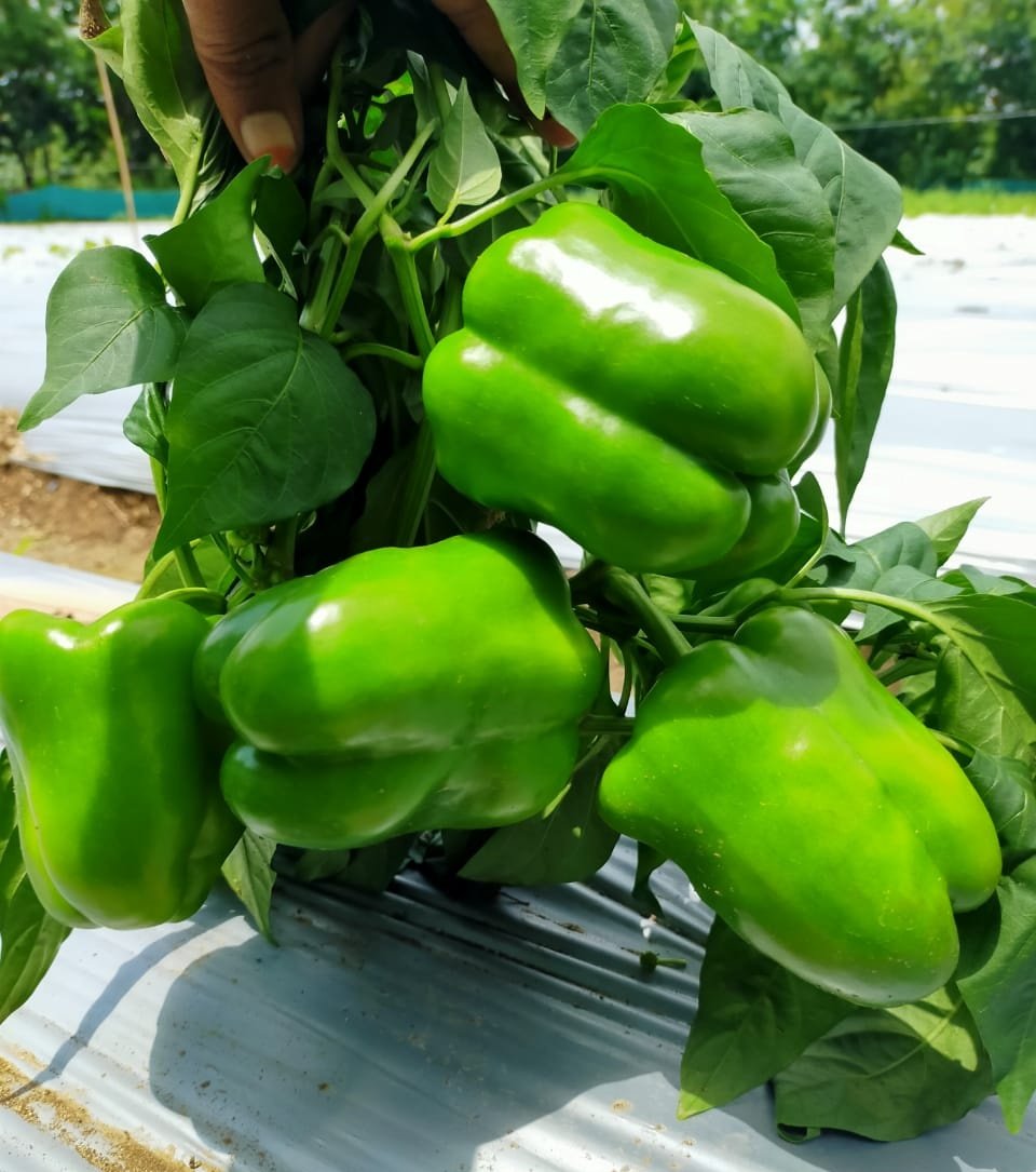 Capsicum (शिमला मिर्च)ZOYA+ ( जोया+)